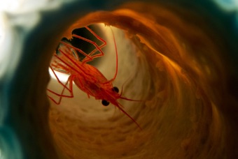 Shrimp in sponge.  Leslie's photo.